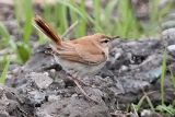 20130926_Rosse waaierstaart_Petten_1_klein